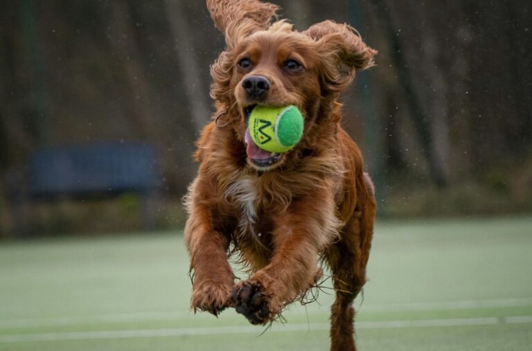 Calculadora Escore de Condição Corporal-ECC Canina