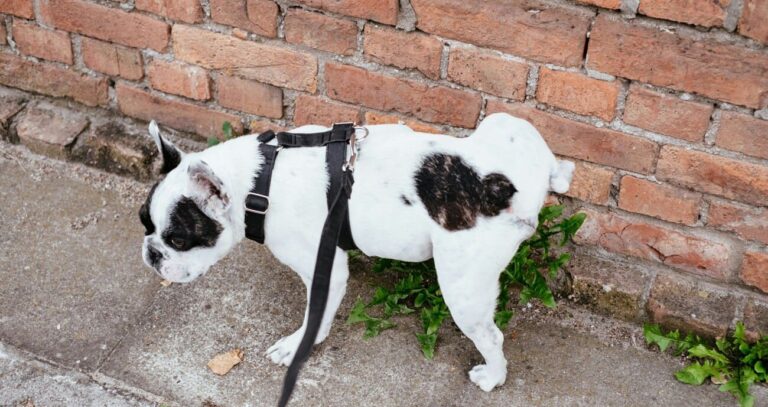 Como ensinar seu cachorro a fazer xixi no lugar certo: o guia definitivo 2025