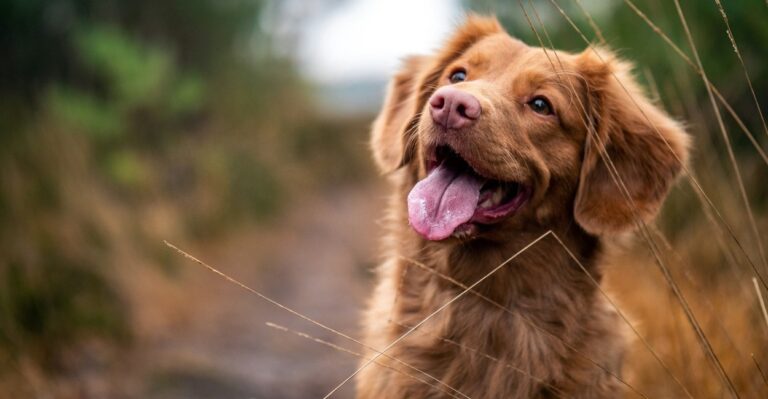 Cachorro Engasgado O que fazer?